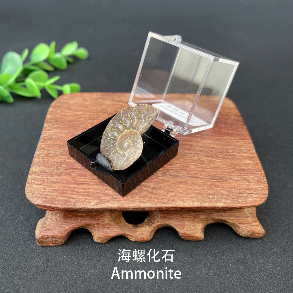 Micro Mineral Box Raw Crystal Gemstone Collection Box